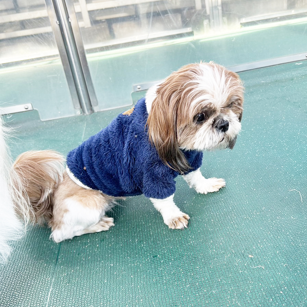 生徒が撮影したモデル犬③